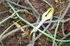 Ceropegia juncea